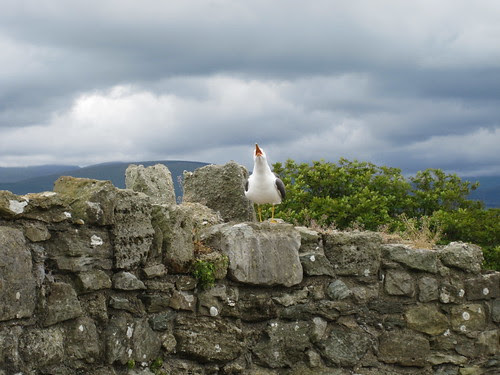 Beaumaris Castle