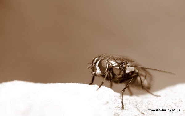 garden fly. © Nick Bailey