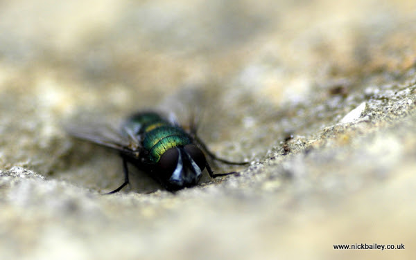 rock fly. © Nick Bailey