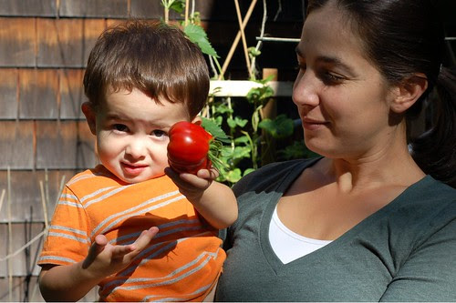 Will picks the first ripe tomato in our garden by Eve Fox, Garden of Eating blog, copyright 2011
