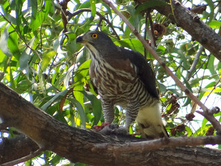 鳳頭蒼鷹/無限台南