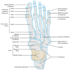 metatarsal-anatomy