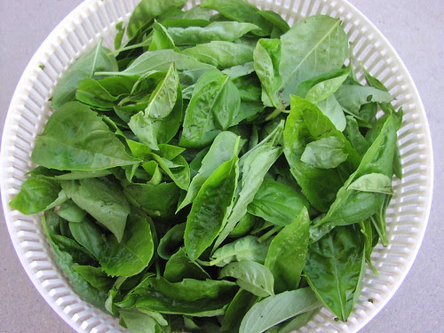 Bowl of washed basil