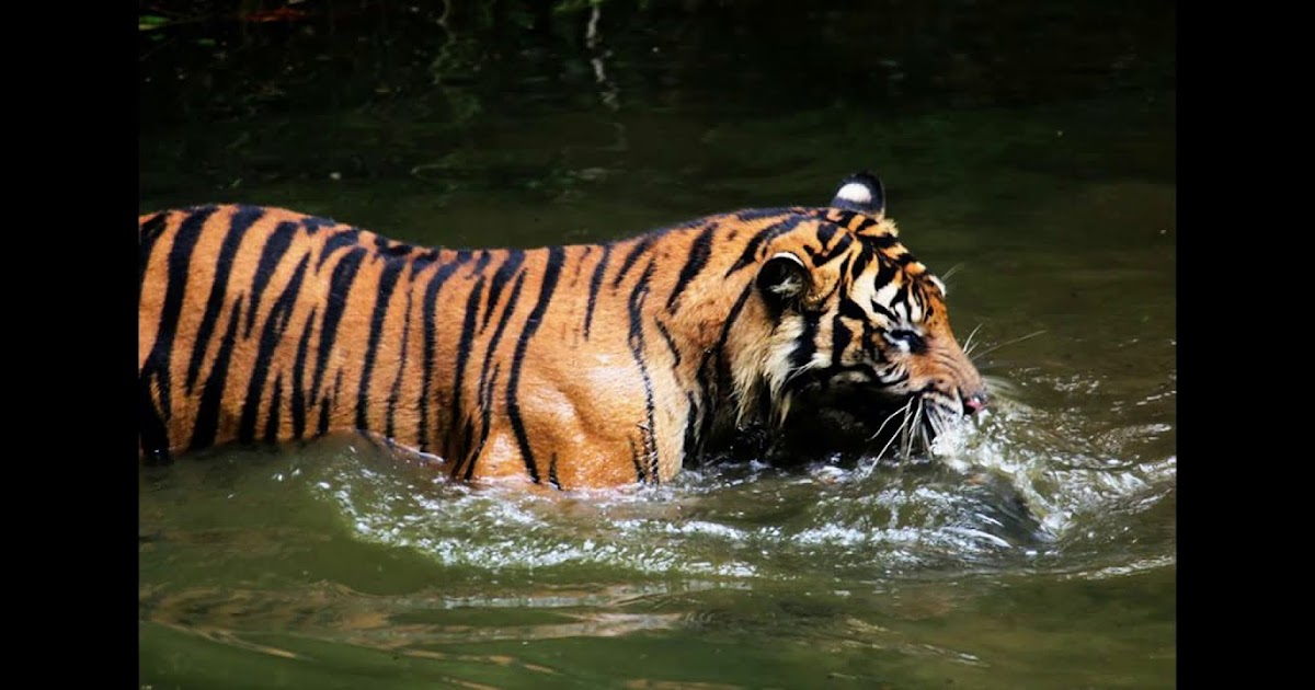 Indonesia Wild Animals - 10 Most Iconic Animals Of Indonesia