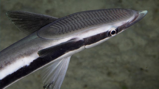 Deskripsi Ikan Dalam  Bahasa  Inggris  Dan Artinya