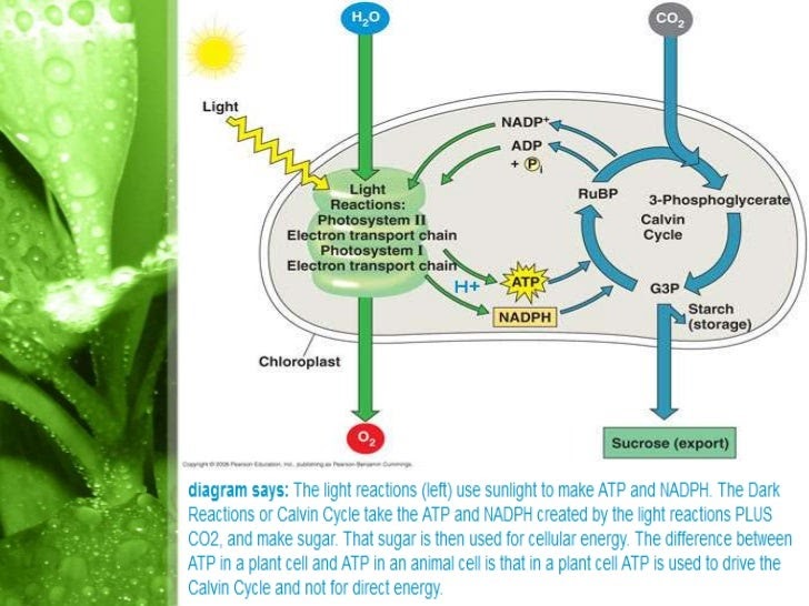 Is Gluecose A Product Of Photosynthesis Is Used To