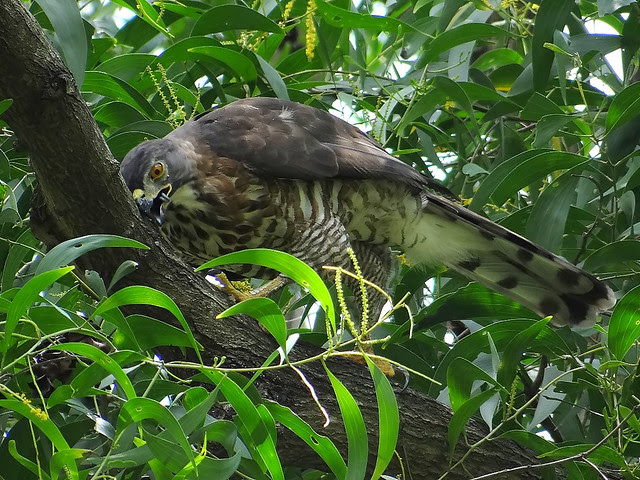 鳳頭蒼鷹/無限台南