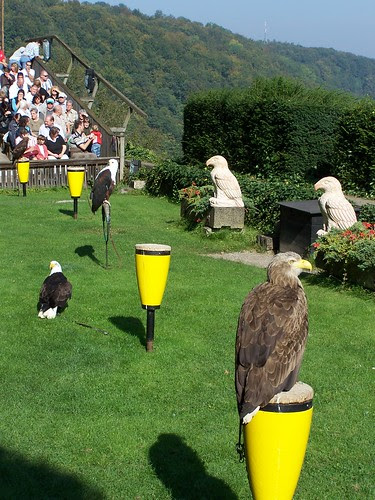 birds of prey