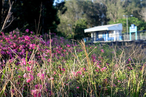IMG 5939 Urunga Railway Station NSW