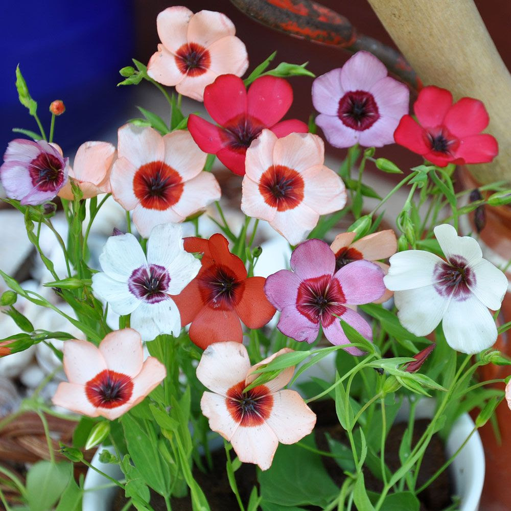 Blomsterlin i gruppen Ettåriga blomsterväxter hos Impecta Fröhandel (8502)