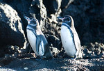 Galapagos Penquins