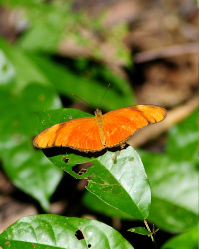 Julia Butterfly
