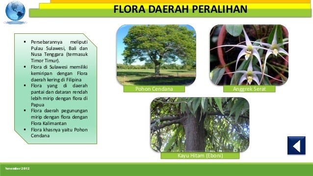 Koleksi Cemerlang 18+ Gambar Flora Peralihan Di Indonesia