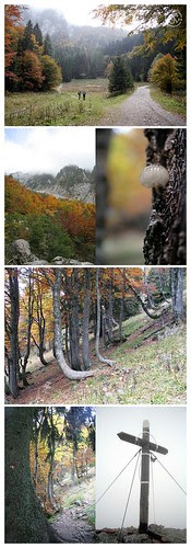 storzic-03102010