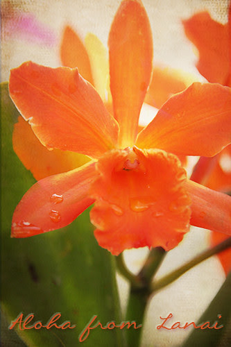 Orange Orchid by jpbeth