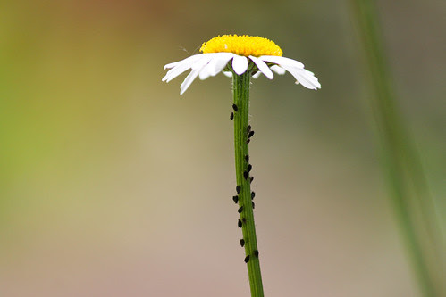 Marguerite with aphids