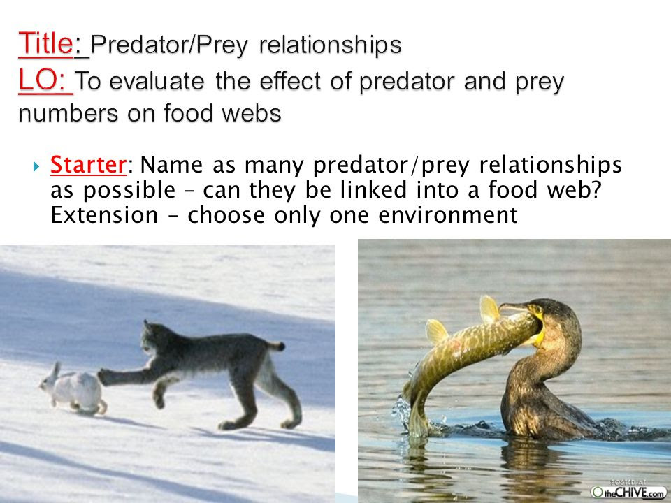 predator prey relationship in the tundra