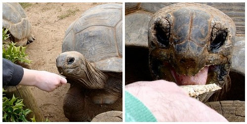 Feeding the tortoises
