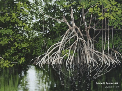 Nine-Mile Mangrove
