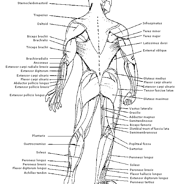 Printable Muscle Anatomy Chart : Exercise and Muscle Guide (Female