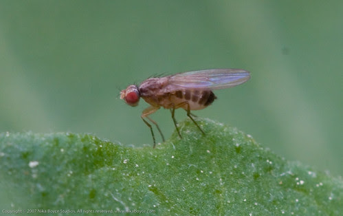 Garden Project: fruit fly