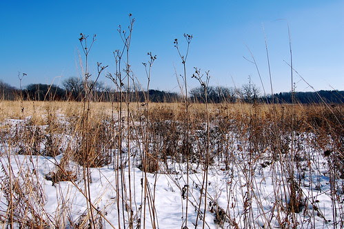 Prairie