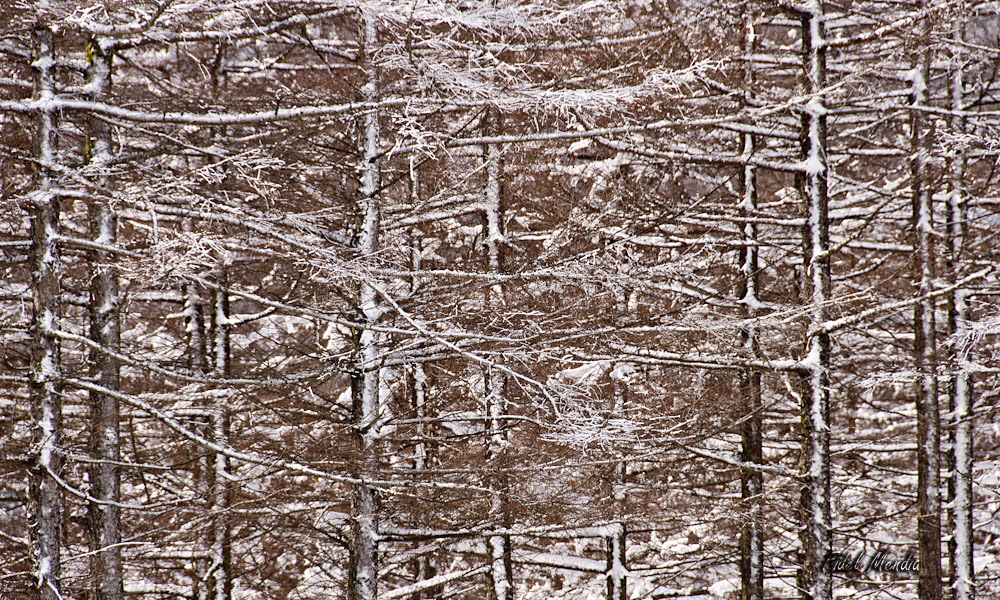 DSC_6957 pano