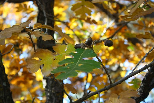Acorns and Oak Leaves