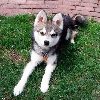 Alaskan Klee Kai Dog Breed Information and Pictures Alaskan Klee Kai Dog Breed Information and Pictures