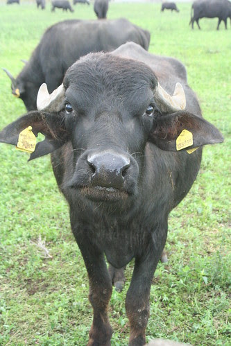 bufala