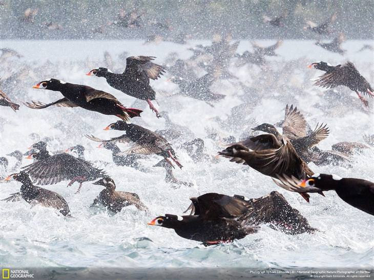as melhores fotos de 2017 da national geographic