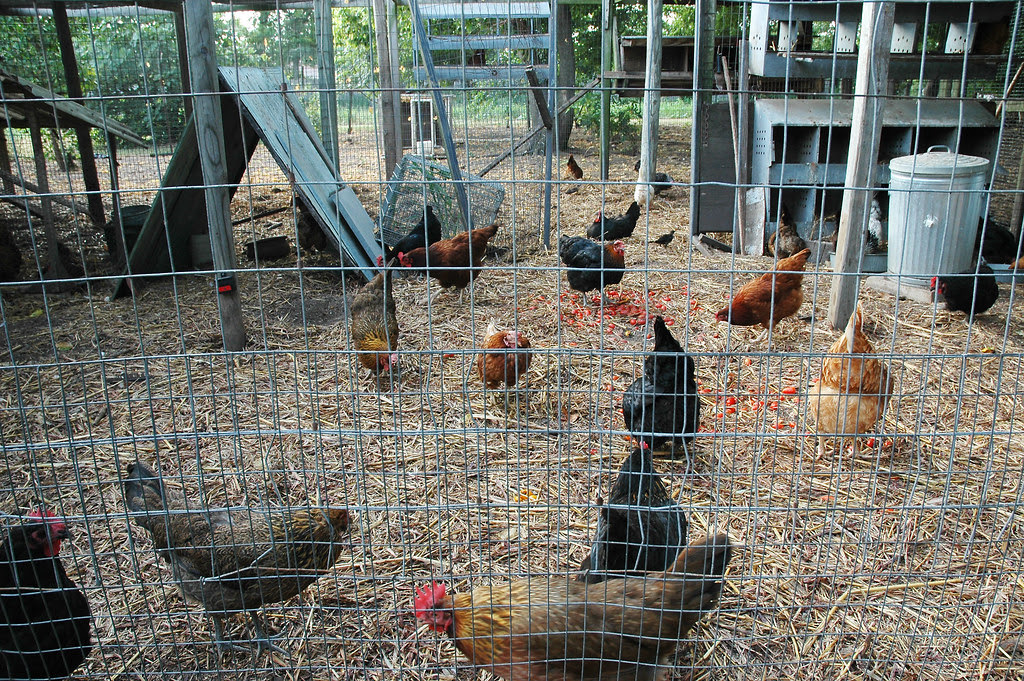 Hens feasting on tomatoes