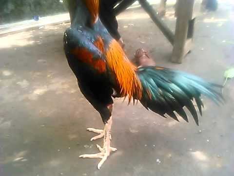 Ayam Foto Ayam Bangkok Wiring Kuning Super