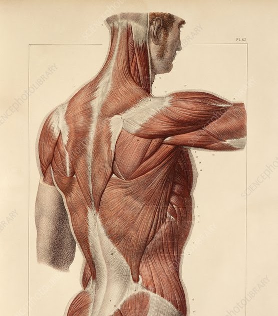 Back Muscles Anatomy : A Complete Guide To Back Muscle Anatomy And