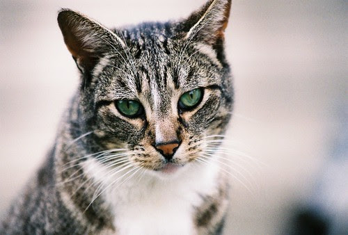 Widget former feral cat portrait