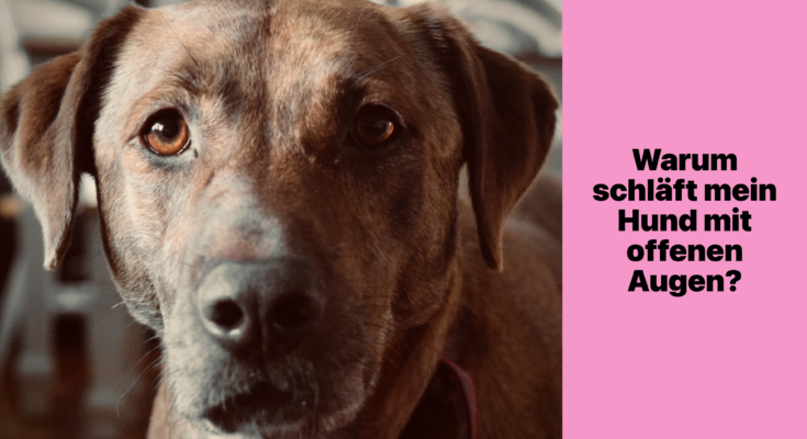 Schlafen Hunde Mit Offenen Augen Captions Imajinative