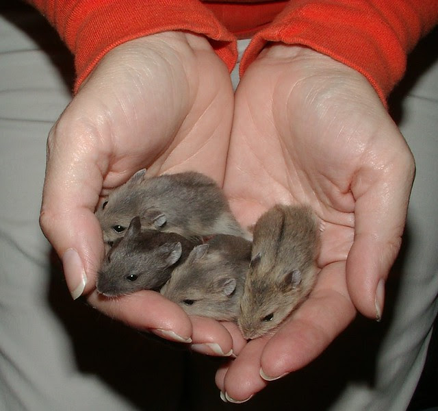 4 girls 20 days old
