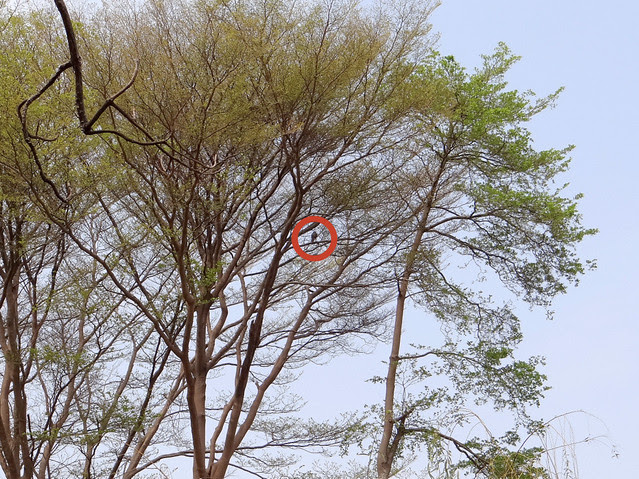 鳳頭蒼鷹/無限台南