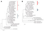 Thumbnail of Phylogenetic trees based on orthopoxvirus nucleotide sequences, including vaccinia virus (VACV) from Brazil (VACV-BR). Phylogenetic analysis was performed for A56R (A) and A26L (B) gene sequences and grouped VACV-BR strains into 2 branches: group 1 (red bar) and 2 (blue bar). The Carangola virus (CARV) isolate is indicated by the black dots. Both trees show grouping of CARV into VACV-BR cluster composed of Guarani P2 virus (GP2V), Cantagalo virus (CTGV), and other viruses. Trees wer