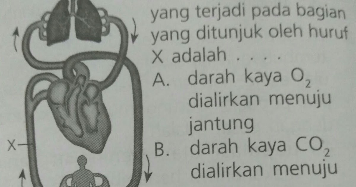 Cara Memelihara Kesehatan Organ Peredaran Darah Ikan