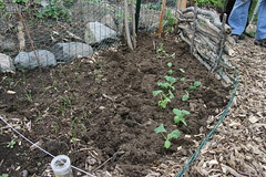 new cuke plot