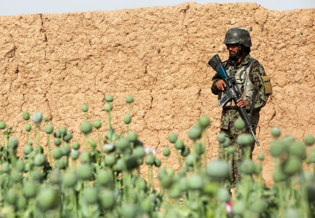 opium fields 15 1024x711 U.S. Troops Patrolling Poppy Fields In Afghanistan (Photos)