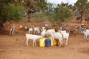 Using microfinance loan to buy goats and multiply them Using microfinance loan to buy goats and multiply them