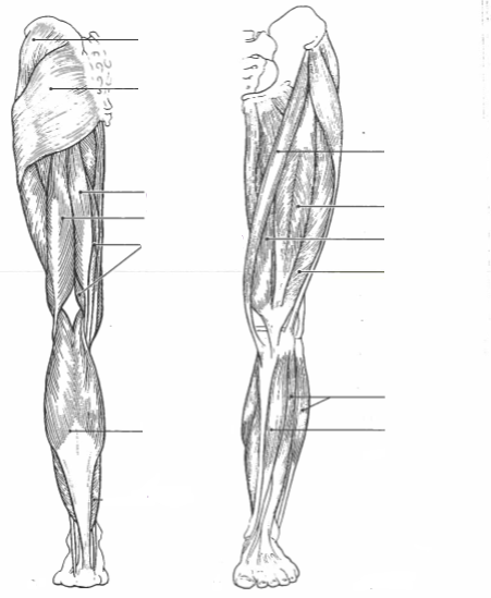 Hip Muscles Diagram / Muscles of the hips and thighs | Human Anatomy