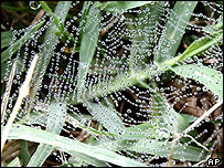 Telaraña