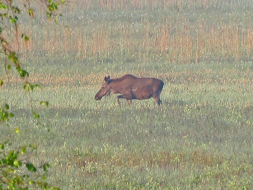 Elk at Biebrza