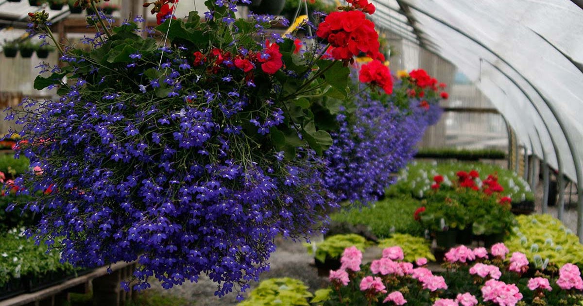 Where Can I Buy Flowers To Plant Near Me / Budget Friendly Sources For