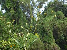 Bidens pilosa.jpg