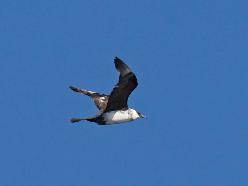 Pomarine Jaeger Pomarine Jaeger