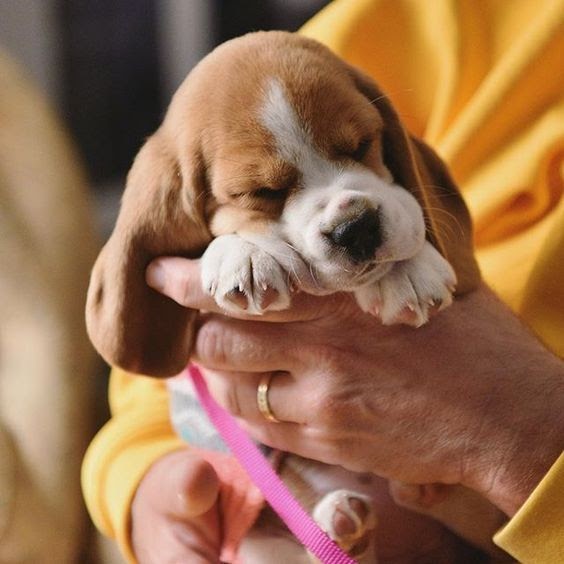 Beagle Puppy To Buy Beagle Puppy